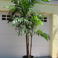 Adonidia Palm