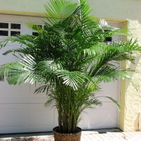 Areca Palm