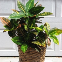 Croton