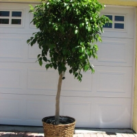 Ficus Tree