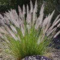 Fountain Grass