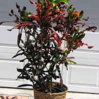Large Croton