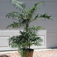 Small Palm