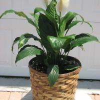 Spath