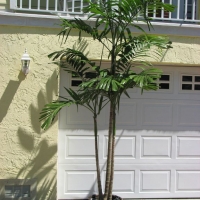 Tall Adonidia