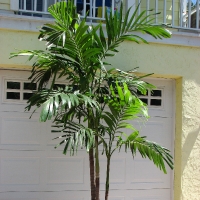 Adonidia Palm