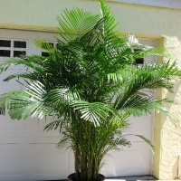 Areca Palm