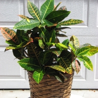 Croton