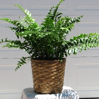fern-1