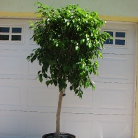 Ficus Tree