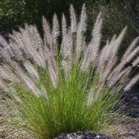 Fountain Grass