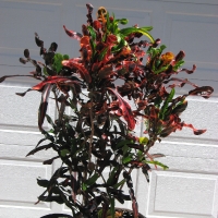 Large Croton