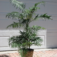 Small Palm