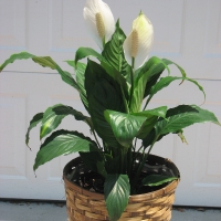 Spath
