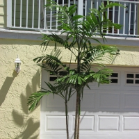Tall Adonidia